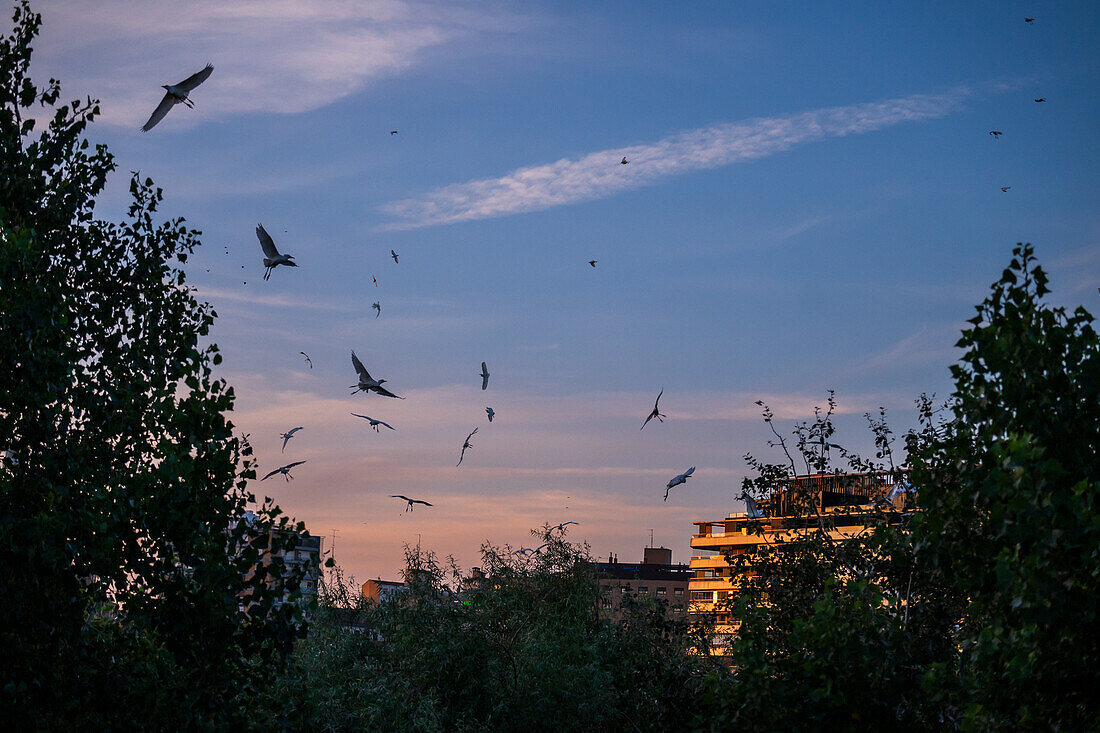 Flock of birds on the Ebro River, Zaragoza, Spain