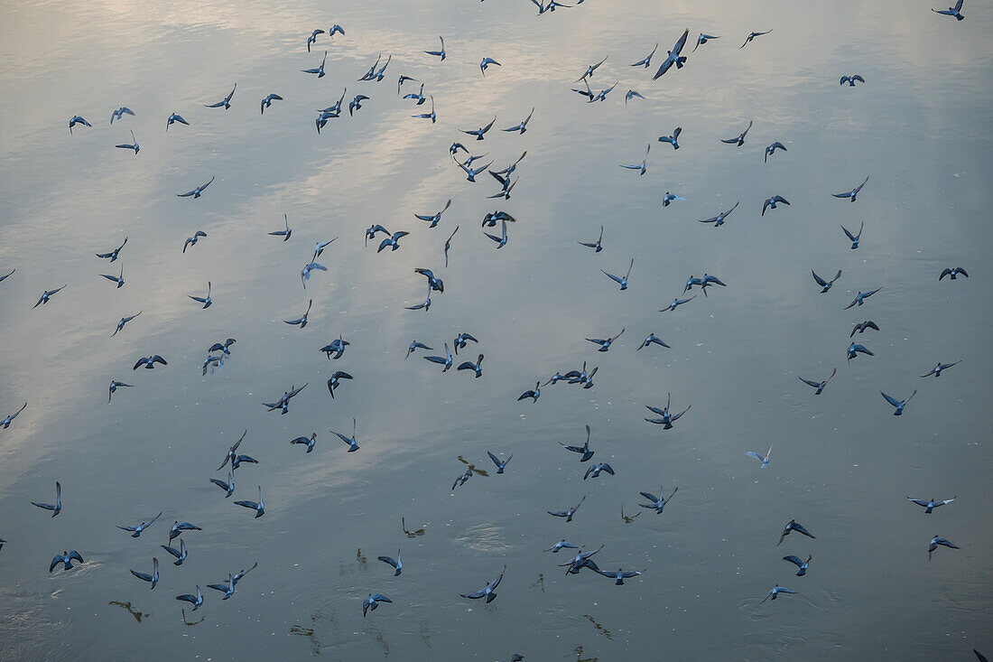 Vogelschwarm auf dem Fluss Ebro, Zaragoza, Spanien