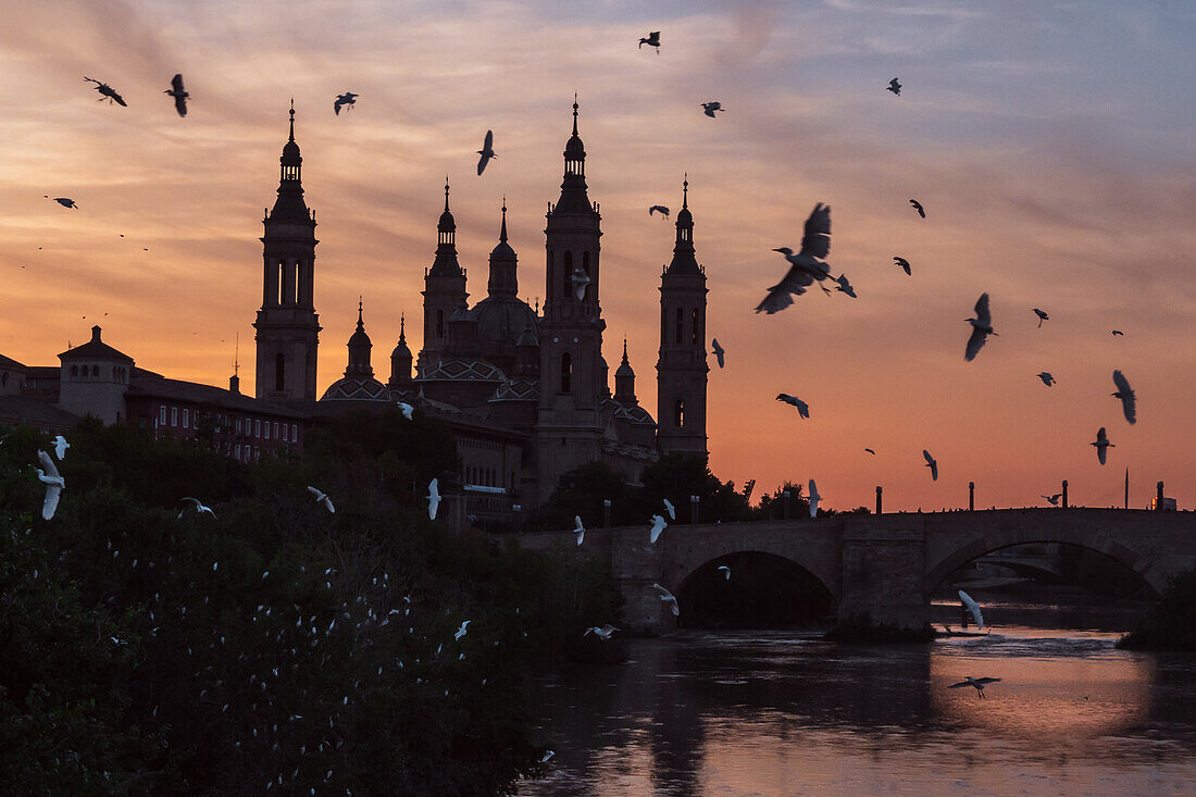 Vogelschwarm und Kathedralen-Basilika Unserer Lieben Frau von der Säule bei Sonnenuntergang, Zaragoza, Spanien