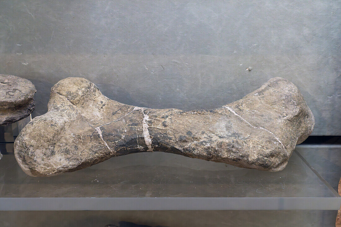 Oberschenkelknochen von Ischigualastia jenseni, einem dicynodontischen Therapsiden aus der späten Trias im BYU Paleontology Museum in Provo, Utah.