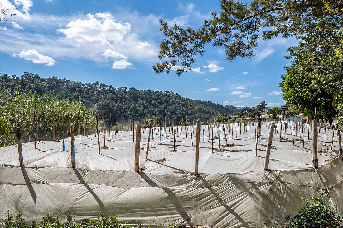 Tomatengärtnerei in Aguacatan, Huehuetenango, Guatemala