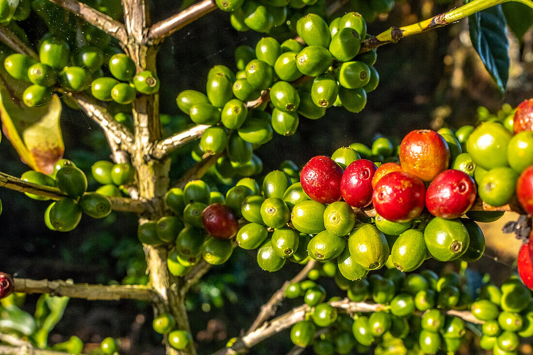 Kaffeeplantagen in Hoja Blanca, Huehuetenango, Guatemala