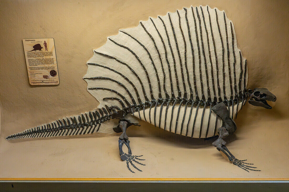 Fossilized skeleton of Edaphosaurus, a sail-backed synapsid, in the BYU Paleontology Museum in Provo, Utah. Edaphosaurus was not a dinosaur.