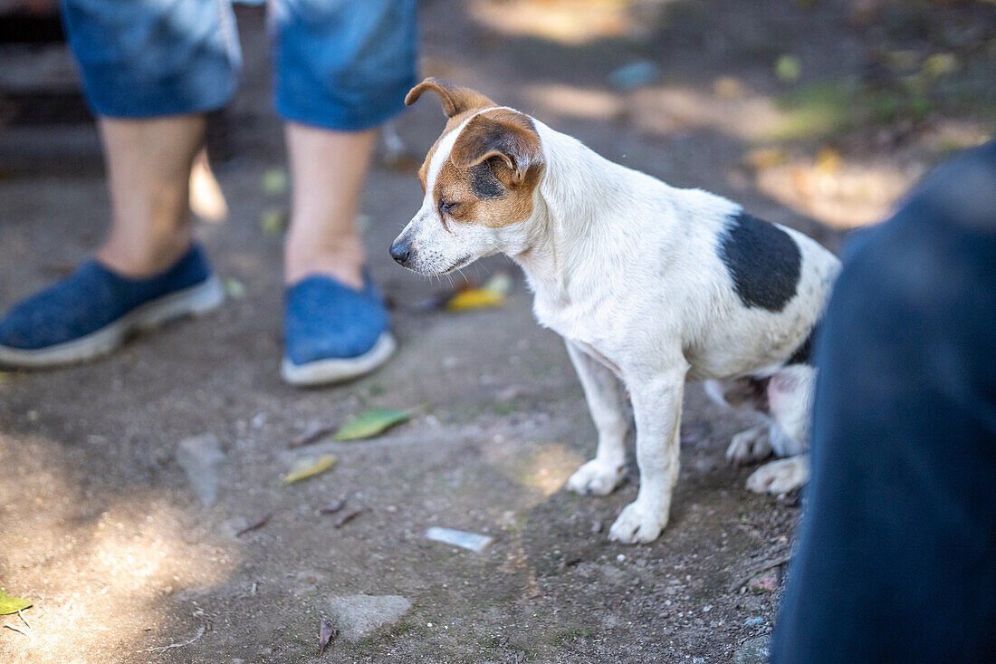 Kleiner streunender Hund in Huehuetenango, Guatemala