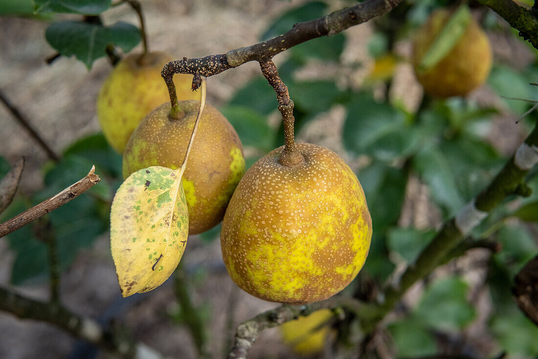 Birnbaum in Aguacatan, Huehuetenango, Guatemala