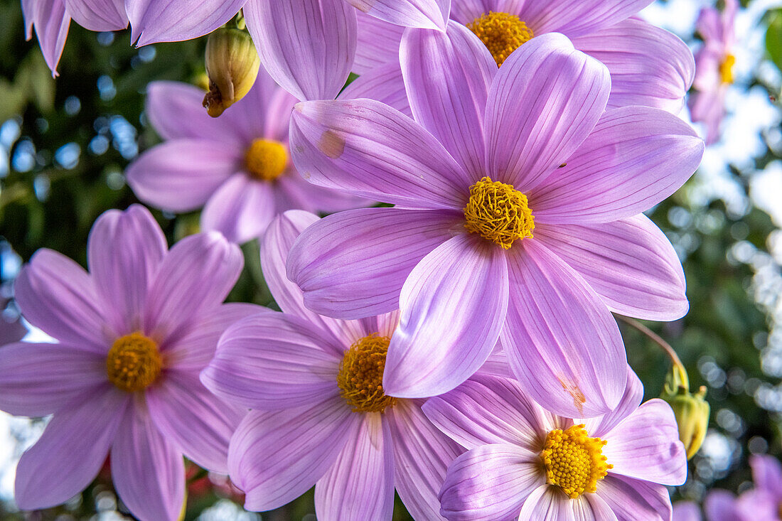 Dalia Catalina (Dahlia imperialis) in Huehuetenango, Guatemala