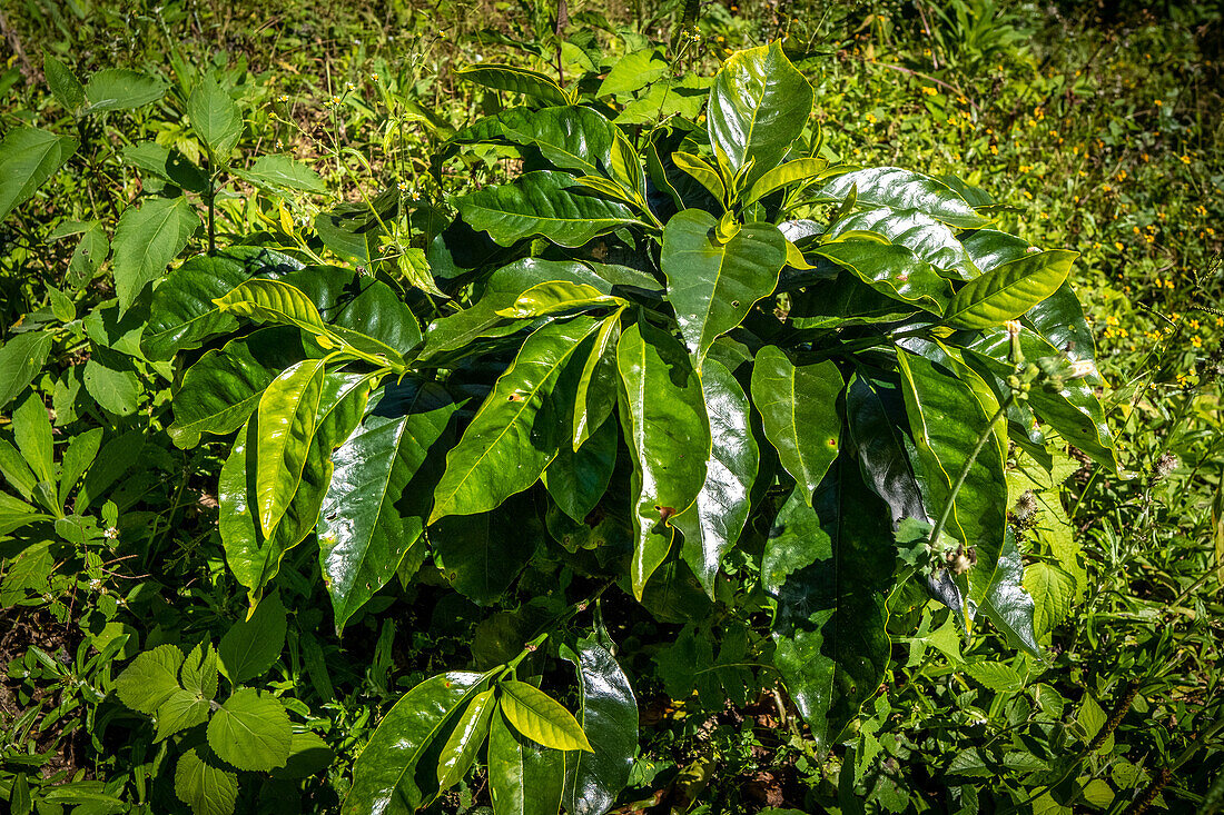 Coffe plant in Hoja Blanca, Huehuetenango, Guatemala