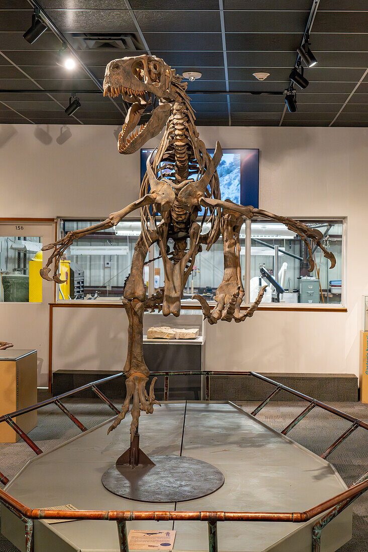 Skelett von Utahraptor ostrommaysi, dem größten der Raptoren aus der Jurazeit, im Paläontologiemuseum der BYU in Provo, Utah.