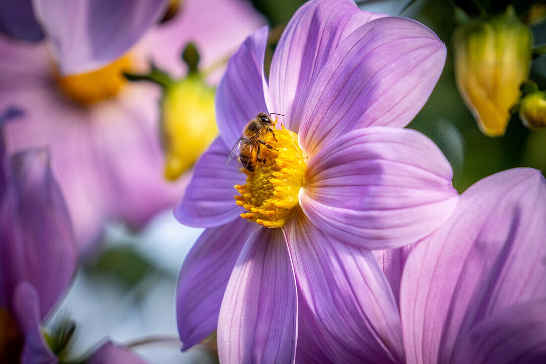 Dalia Catalina (Dahlia imperialis) in Huehuetenango, Guatemala