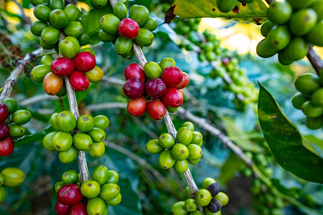 Coffee plantations in Hoja Blanca, Huehuetenango Guatemala