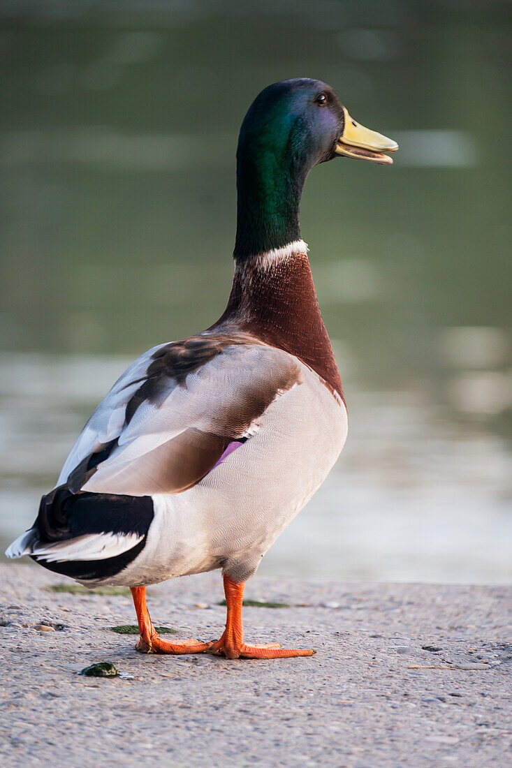 Enten im Ebro-Fluss, Zaragoza, Spanien