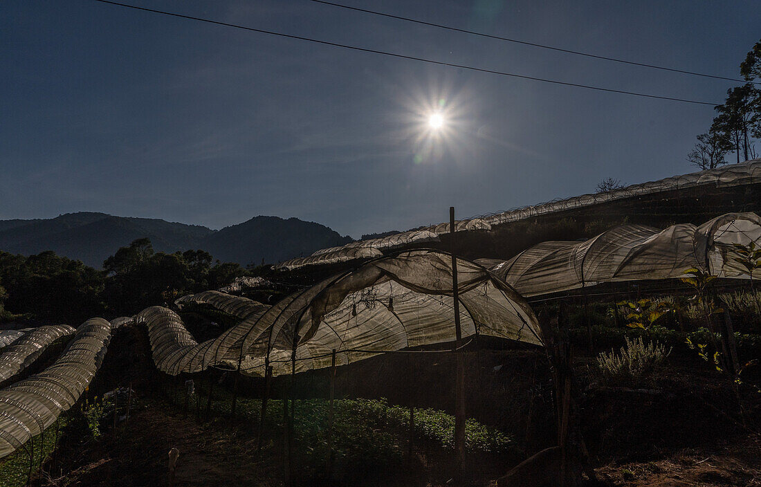 Karen-Bauern des ersten Volkes bei der Arbeit in Obst- und Blumenpolytunneln in der Provinz Mae Hong Son, Thailand, Südostasien, Asien