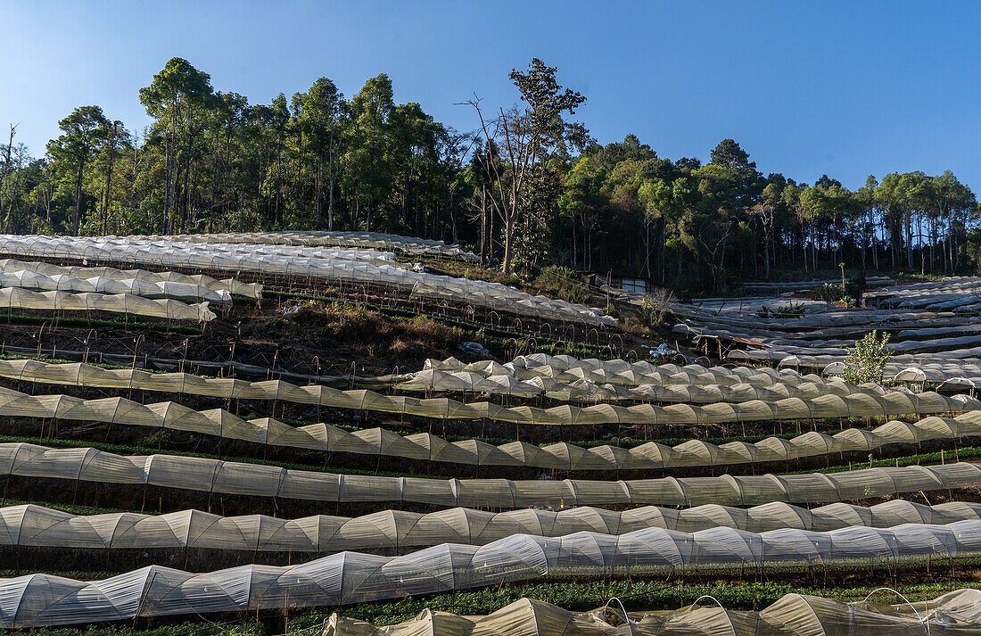 Karen-Bauern des ersten Volkes bei der Arbeit in Obst- und Blumenpolytunneln in der Provinz Mae Hong Son, Thailand, Südostasien, Asien