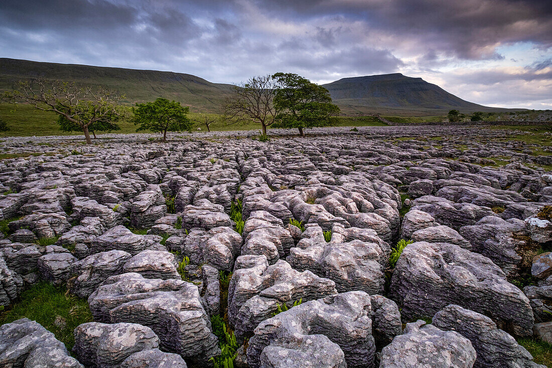 Southerscales Limestone Pavement and Ingleborough, Yorkshire Dales National Park, Yorkshire, England, United Kingdom, Europe