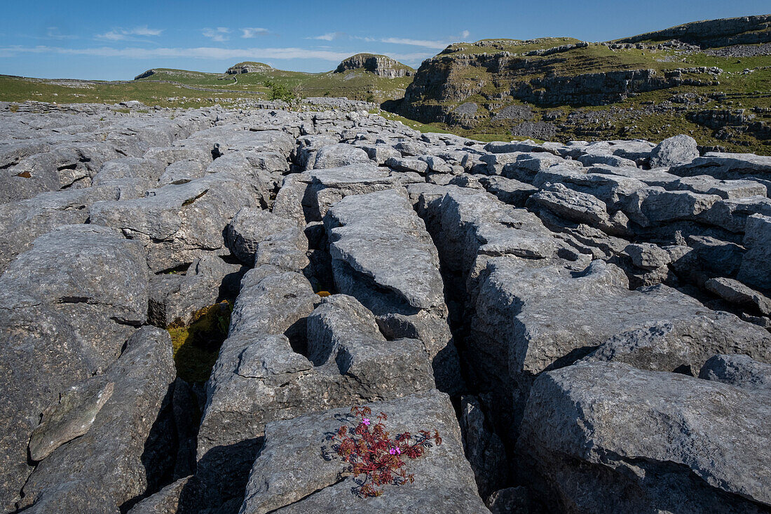 Kalksteinpflaster oberhalb des Watlowes Dry Valley, bei Malham, Yorkshire Dales National Park, Yorkshire, England, Vereinigtes Königreich, Europa