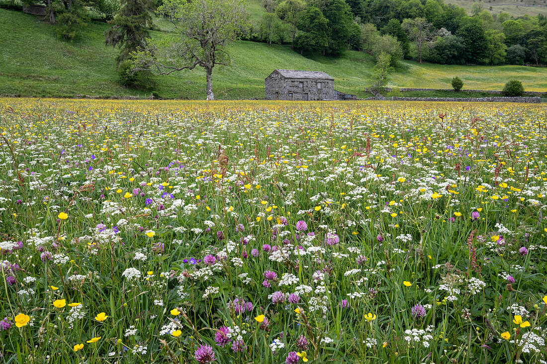 Hay and wildflower meadows near Muker, Swaledale, Yorkshire Dales National Park, Yorkshire, England, United Kingdom, Europe