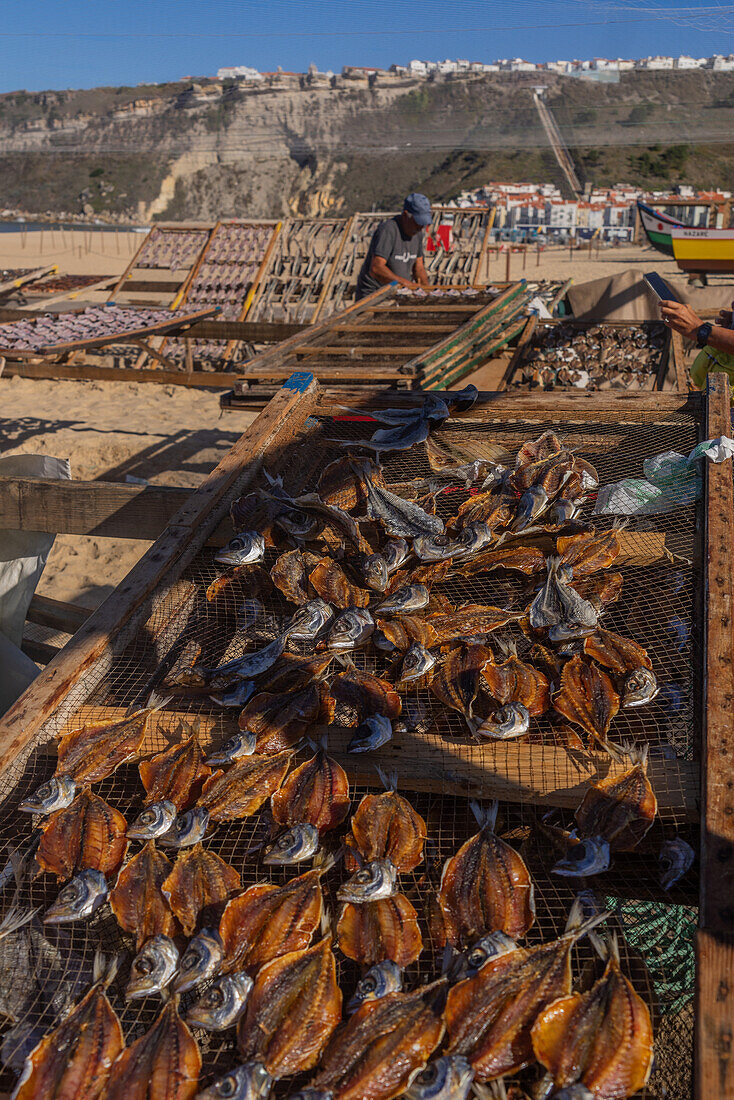 Local fisherman sun drying fish in the fishing village of Nazare, Oeste, Portugal, Europe