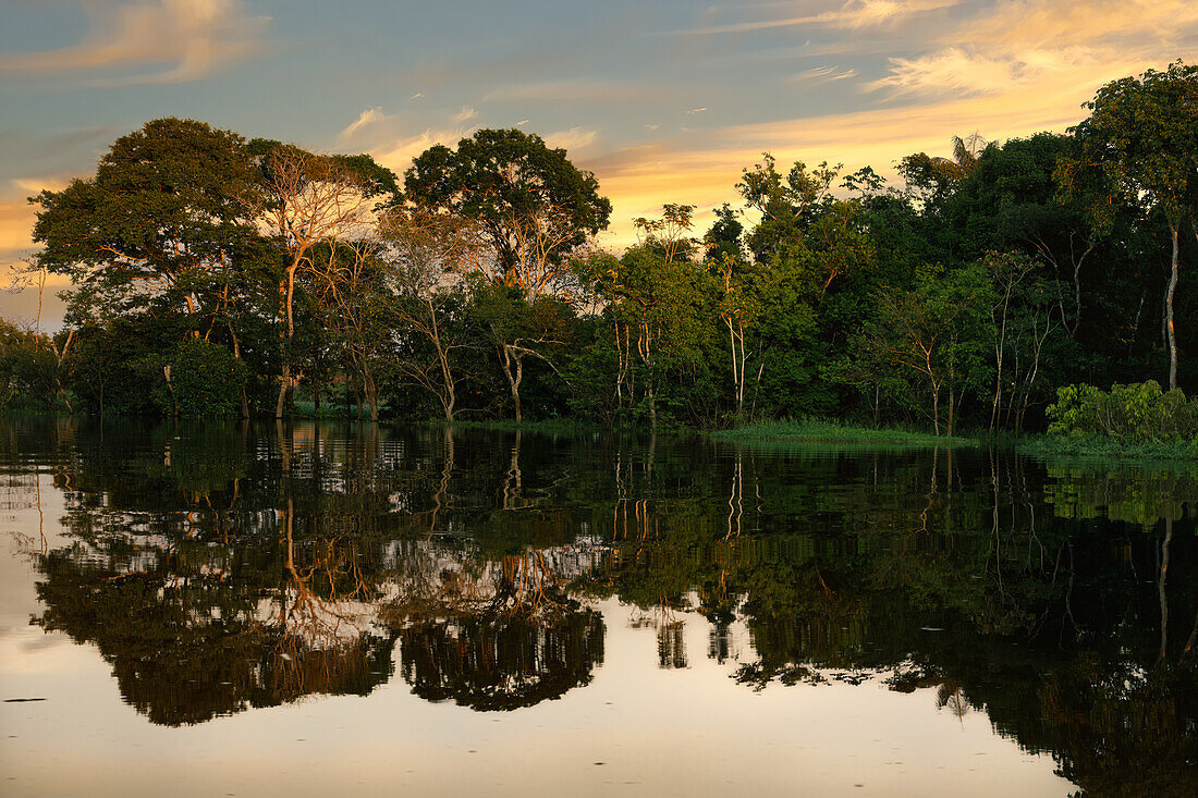 Bäume, die sich bei Sonnenaufgang im Wasser spiegeln, Bundesstaat Amazonas, Brasilien, Südamerika