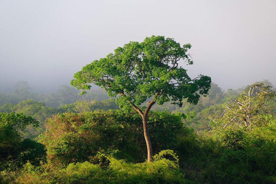 Morning fog on the Amana River, an Amazon tributary, Amazonas state, Brazil, South America