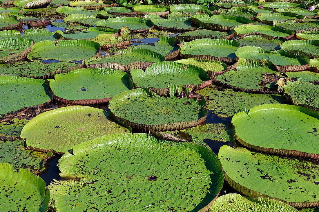 Floating leaves of the giant water lily (Victoria amazonica), Amazonas state, Brazil, South America