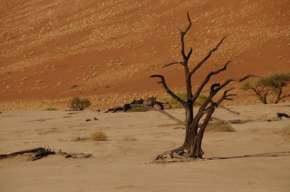 Totes Vlei, Sossusvlei, Namib-Wüste, Namibia, Afrika