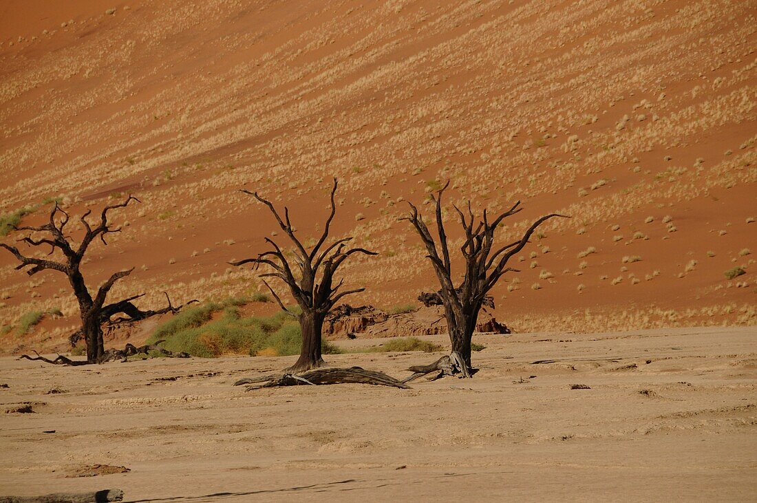 Totes Vlei, Sossusvlei, Namib-Wüste, Namibia, Afrika