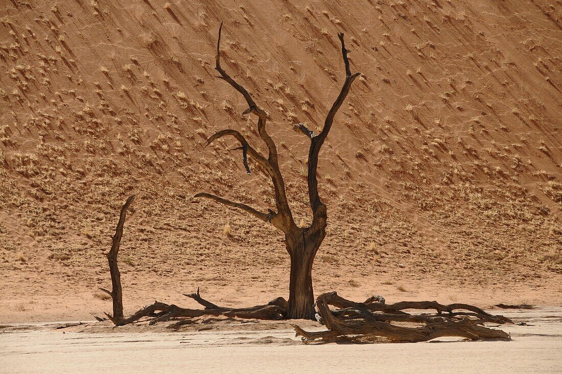 Dead Vlei, Sossusvlei, Namib Desert, Namibia, Africa