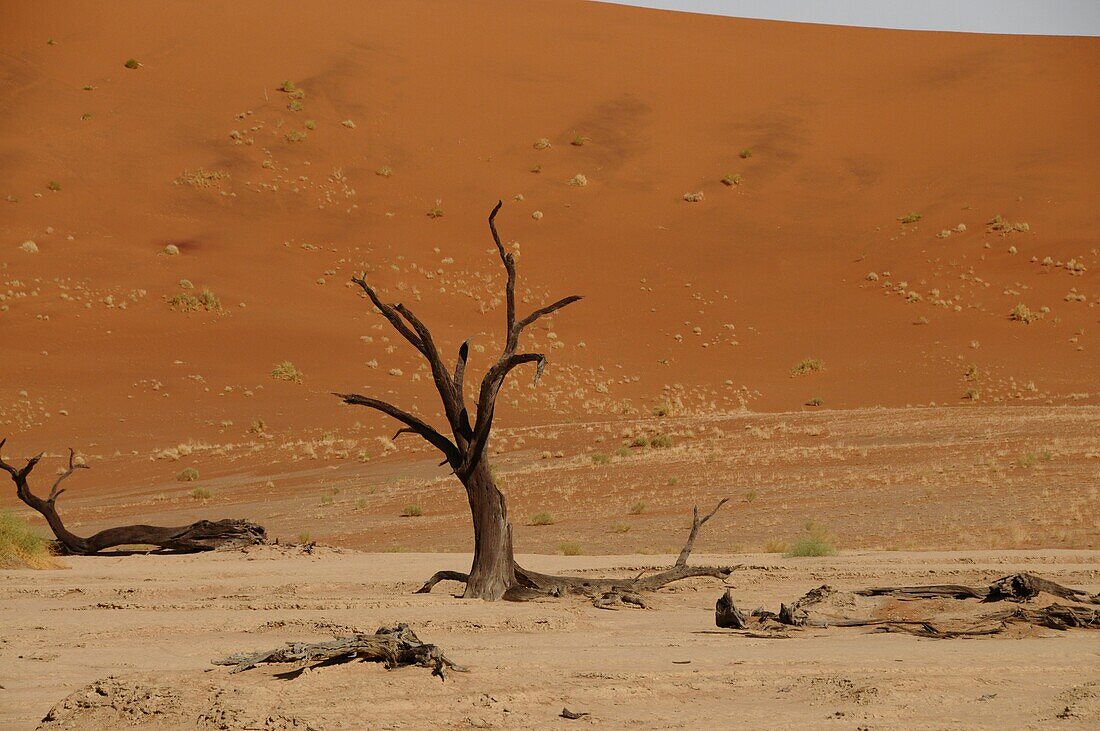 Totes Vlei, Sossusvlei, Namib-Wüste, Namibia, Afrika