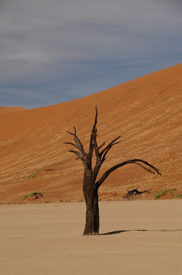 Dead Vlei, Sossusvlei, Namib Desert, Namibia, Africa