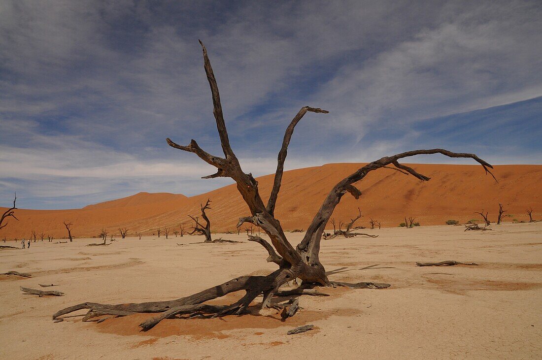 Totes Vlei, Sossusvlei, Namib-Wüste, Namibia, Afrika