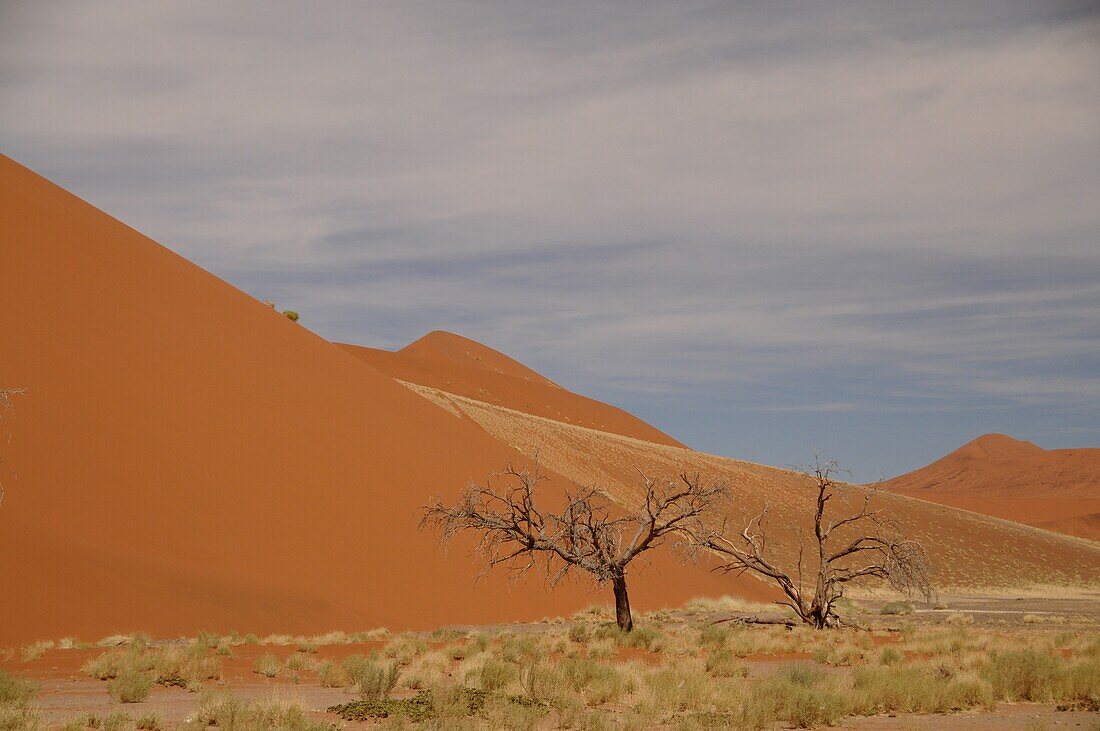 Dead Vlei, Sossusvlei, Namib Desert, Namibia, Africa