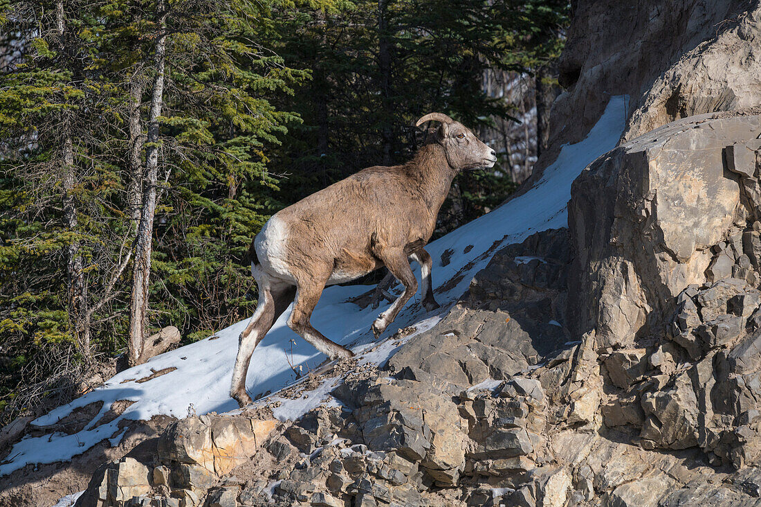 Rocky Mountain Dickhornschaf (Ovis canadensis) auf einem winterlichen Berg, Jasper National Park, UNESCO Weltkulturerbe, Alberta, Kanada, Nordamerika