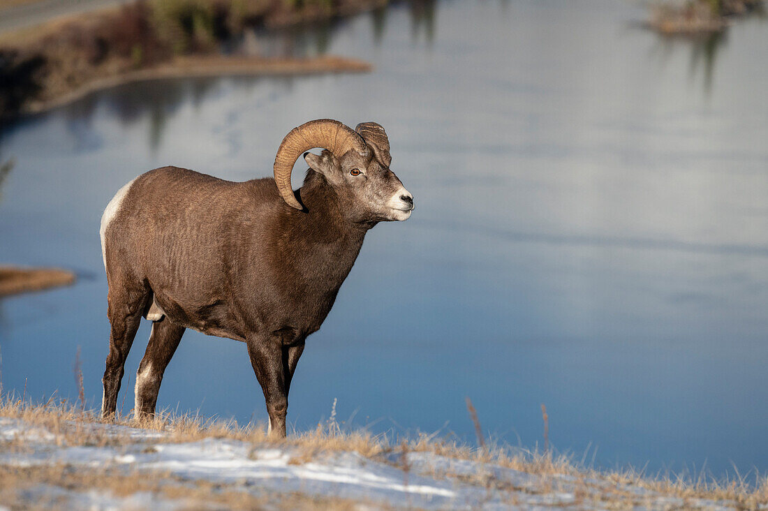 Rocky mountain bighorn ram (ovis canadensis) during the rut (mating) season, Jasper National Park, UNESCO World Heritage Site, Alberta, Canadian Rockies, Canada, North America