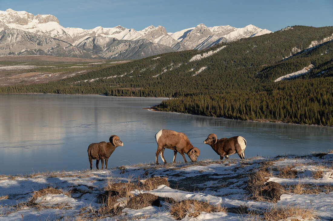 Bergbock (ovis canadensis) während der Brunftzeit, Jasper National Park, UNESCO Welterbe, Alberta, Kanadische Rockies, Kanada, Nordamerika