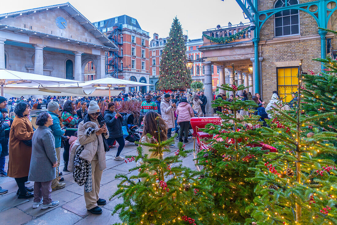 Blick auf die Weihnachtsdekoration auf der Piazza, Covent Garden, London, England, Vereinigtes Königreich, Europa