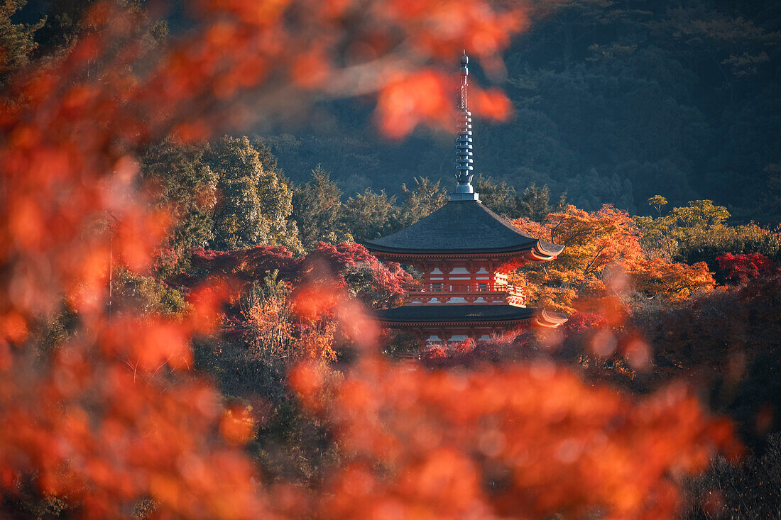 Kiyomizu-dera Koyasunoto-Pagode umrahmt von herbstlich gefärbten Bäumen, UNESCO-Weltkulturerbe, Kyoto, Honshu, Japan, Asien