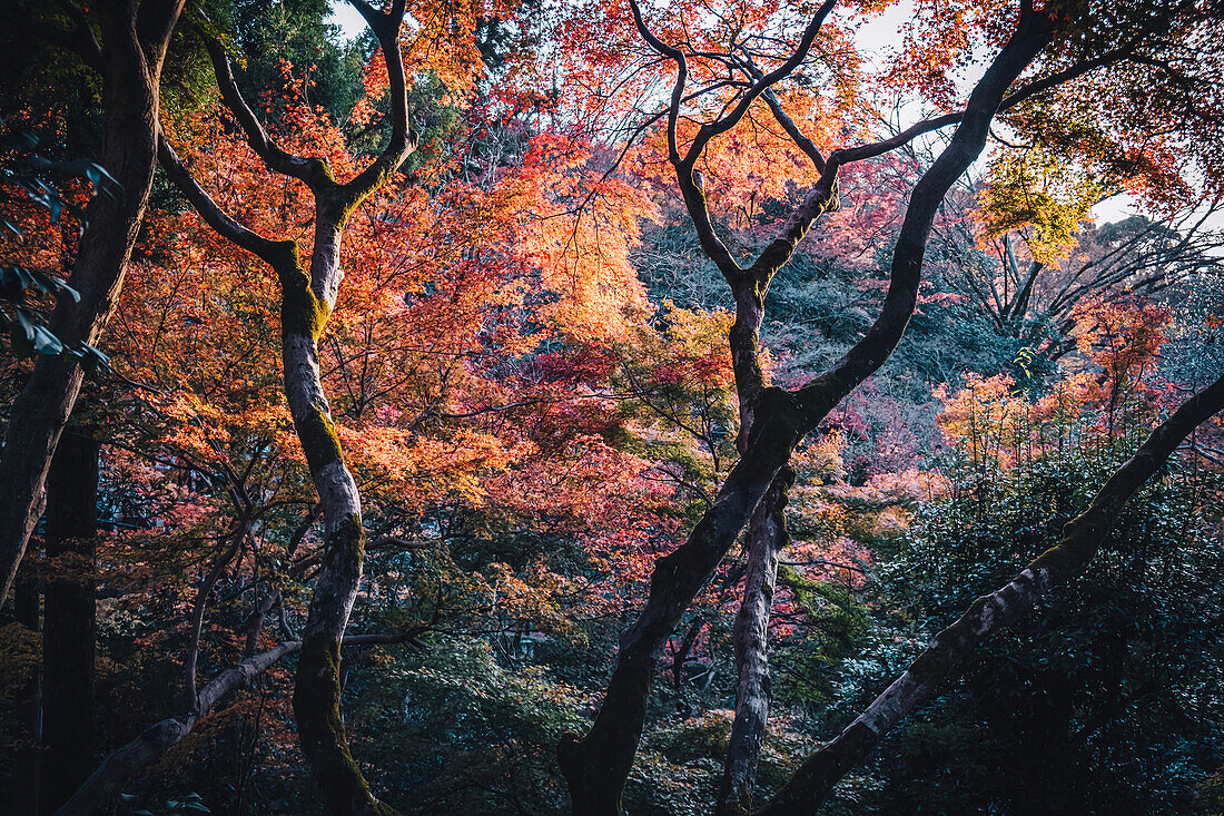 Herbstfarben im Garten des buddhistischen Tempels Kiyomizu-dera, Kyoto, UNESCO-Weltkulturerbe, Honshu, Japan, Asien