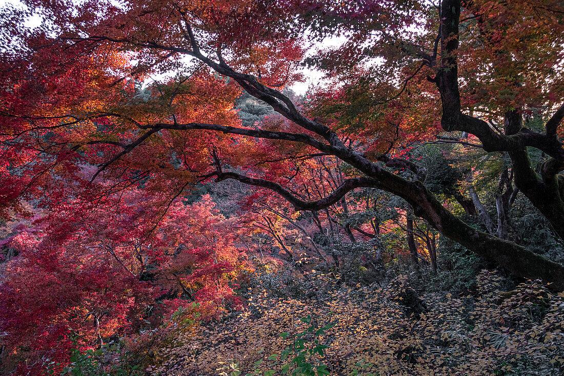 Herbstfarben im Garten des buddhistischen Tempels Kiyomizu-dera, Kyoto, UNESCO-Weltkulturerbe, Honshu, Japan, Asien