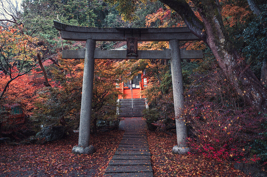 Ein Torii-Tor im buddhistischen Bishamon-do-Tempel mit Herbstfarben, Kyoto, Honshu, Japan, Asien