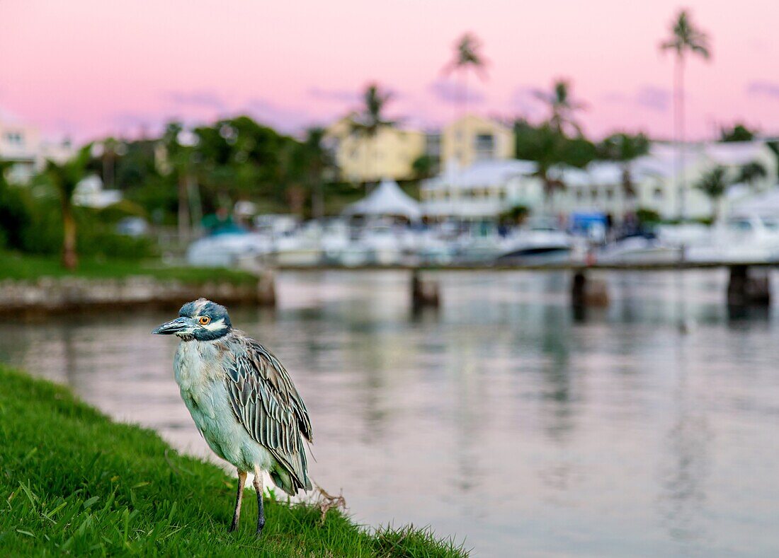 Gelbkroniger Nachtreiher bei Sonnenuntergang, Flatt's Inlet, Bermuda, Nordatlantik, Nordamerika