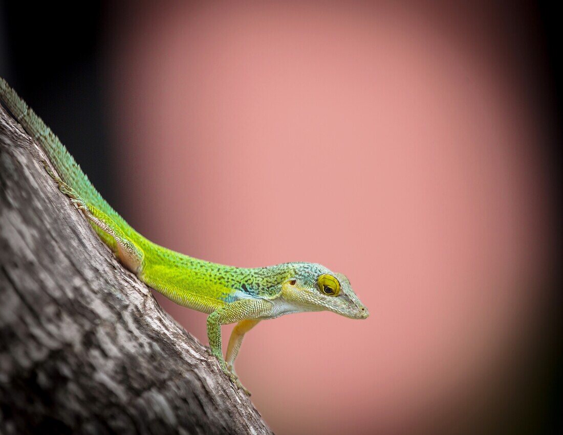 Antiguanische Anolis-Eidechse (Anolis Leachii), Bermuda, Nordatlantik, Nordamerika