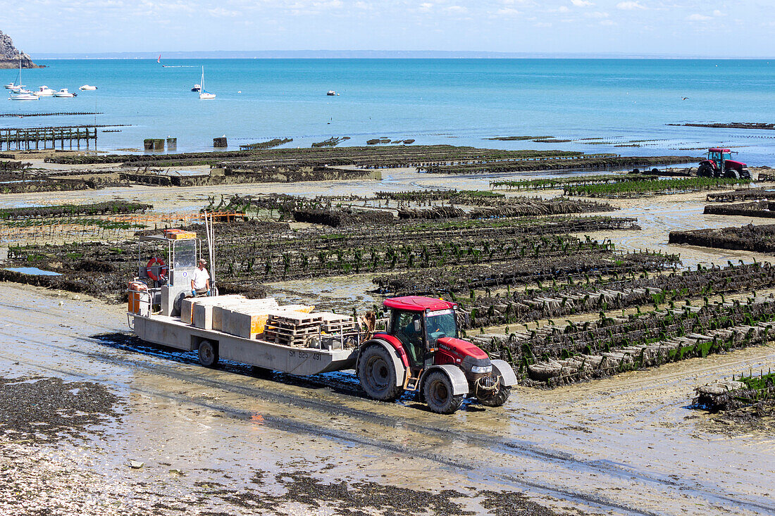 Austernzucht, Cancale, Ille-et-Vilaine, Bretagne, Frankreich, Europa