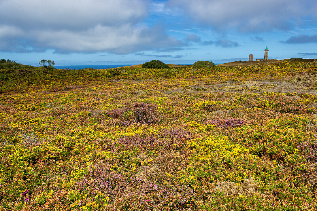 Cap Frehel, Plevenon, Cotes-d'Armor, Brittany, France, Europe