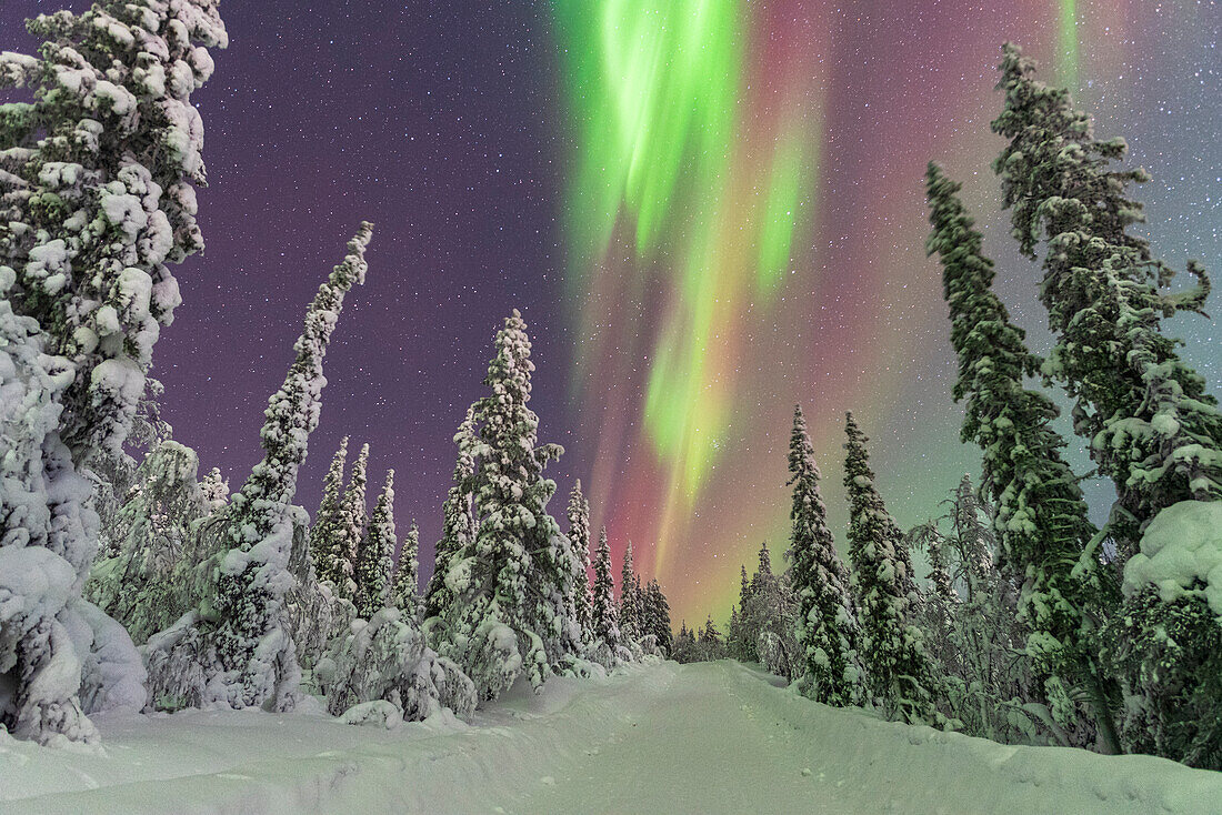 Nordlicht (Aurora Borealis) tanzt am sternenklaren Nachthimmel über dem gefrorenen Wald, Tjautjas, Gemeinde Gallivare, Bezirk Norrbotten, Schwedisch Lappland, Schweden, Skandinavien, Europa