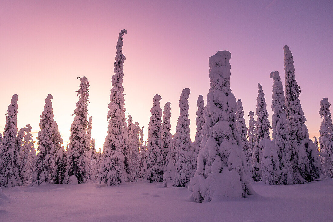 Magical winter light envelops the forest in Riisitunturi National Park, Posio, Finland, Europe