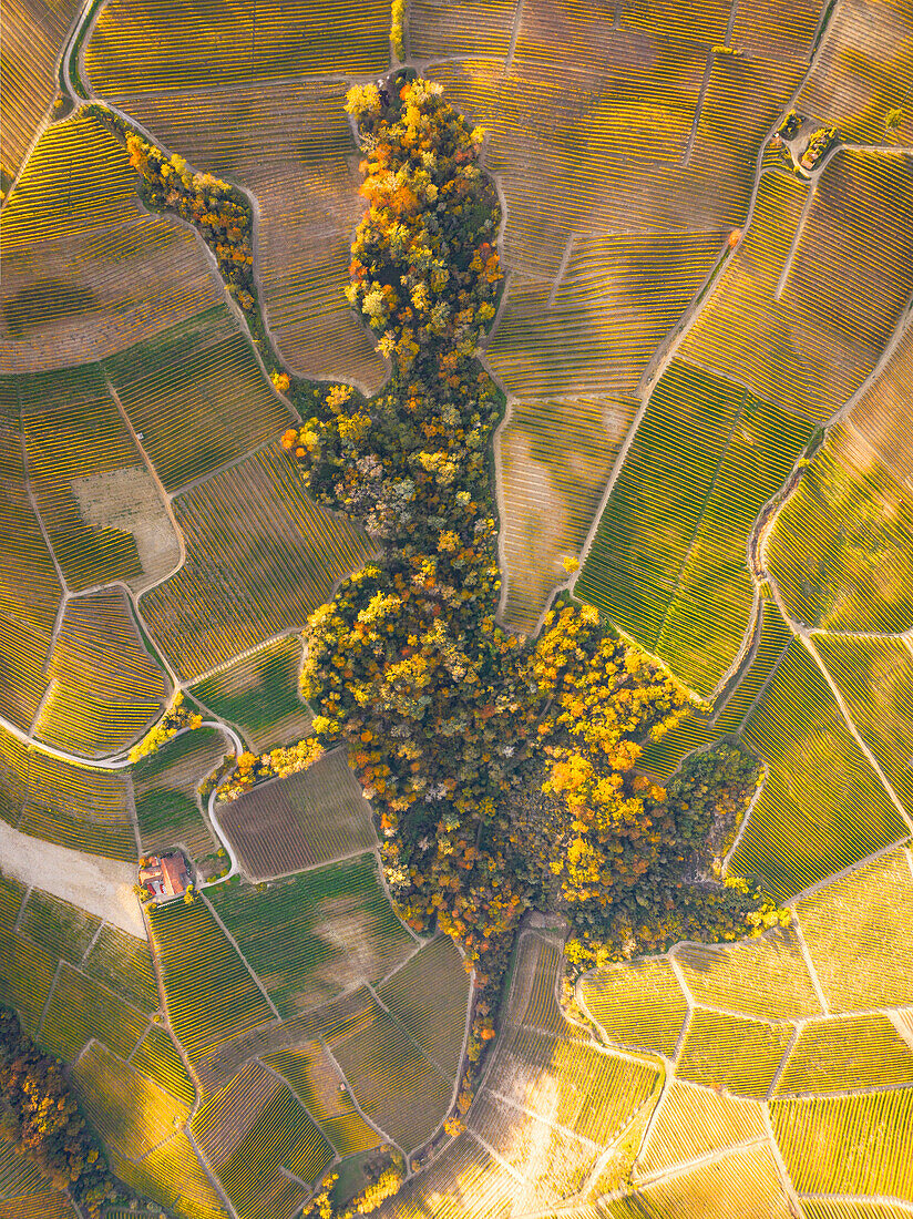 Aerial view taken from drone of the Langhe vineyards, on a beautiful autumn day, UNESCO World Heritage Site, Cuneo province, Piedmont, Italy, Europe