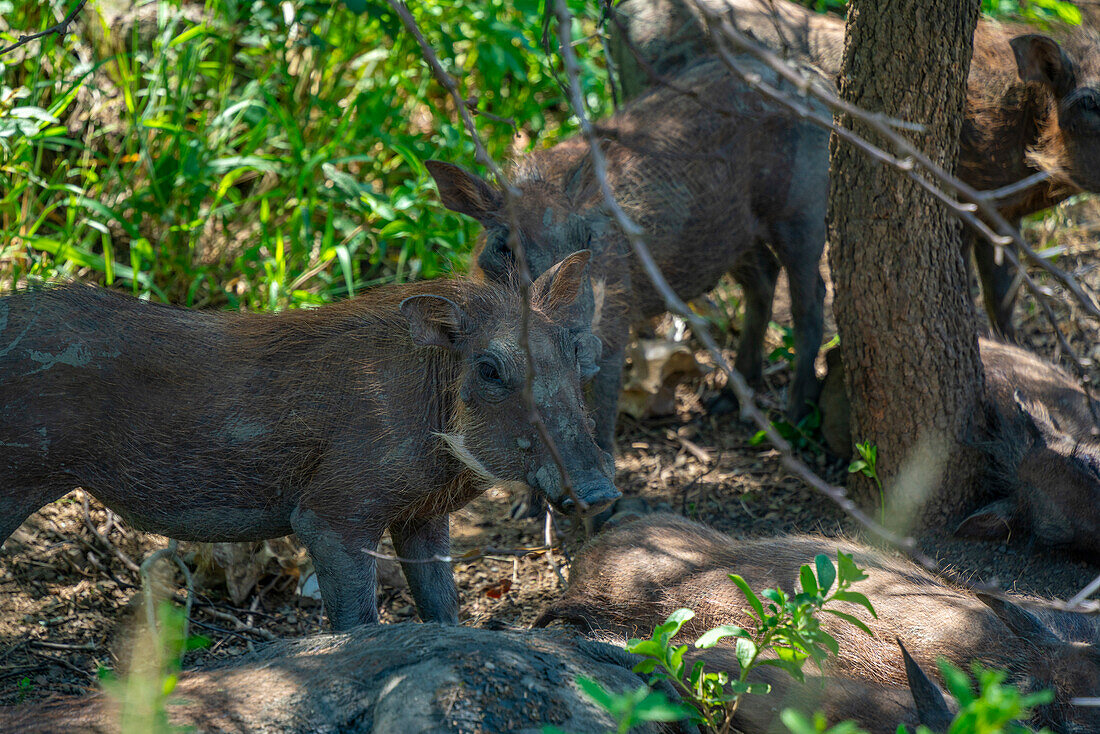 View of Warthogs in Hluhluwe-Imfolozi Park (Umfolozi), the oldest nature reserve in Africa, KwaZulu-Natal Province, South Africa, Africa