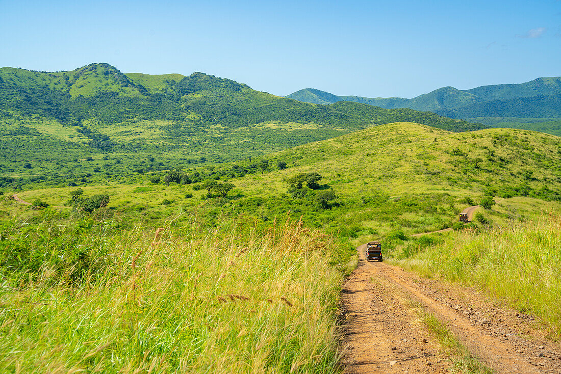 View of safari vehicles in Hluhluwe-Imfolozi Park (Umfolozi), the oldest nature reserve in Africa, KwaZulu-Natal Province, South Africa, Africa