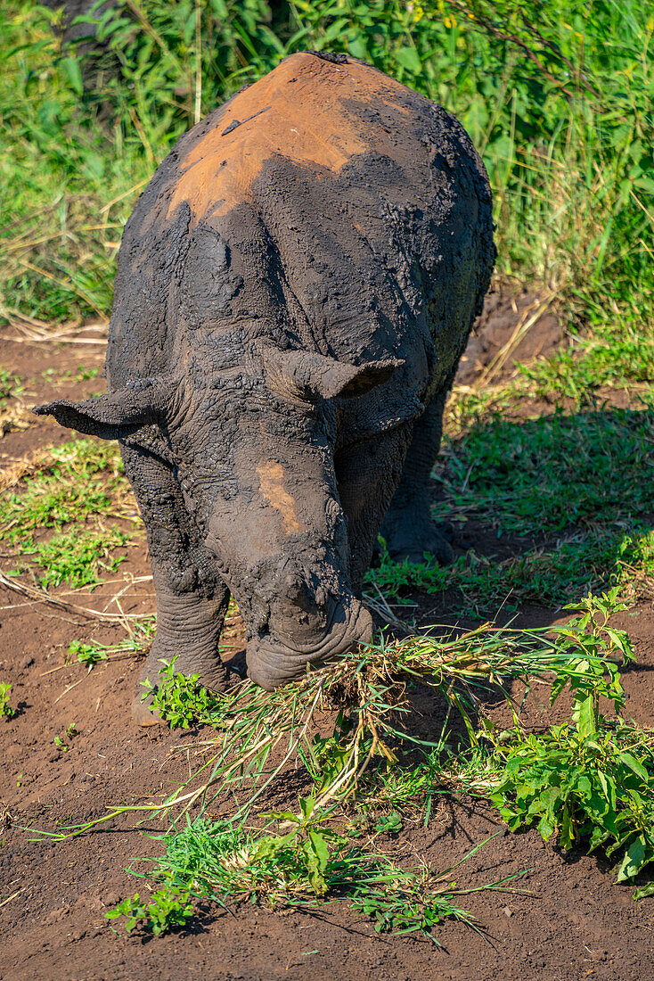 Blick auf Breitmaulnashörner im Hluhluwe-Imfolozi Park (Umfolozi), dem ältesten Naturschutzgebiet Afrikas, Provinz KwaZulu-Natal, Südafrika, Afrika