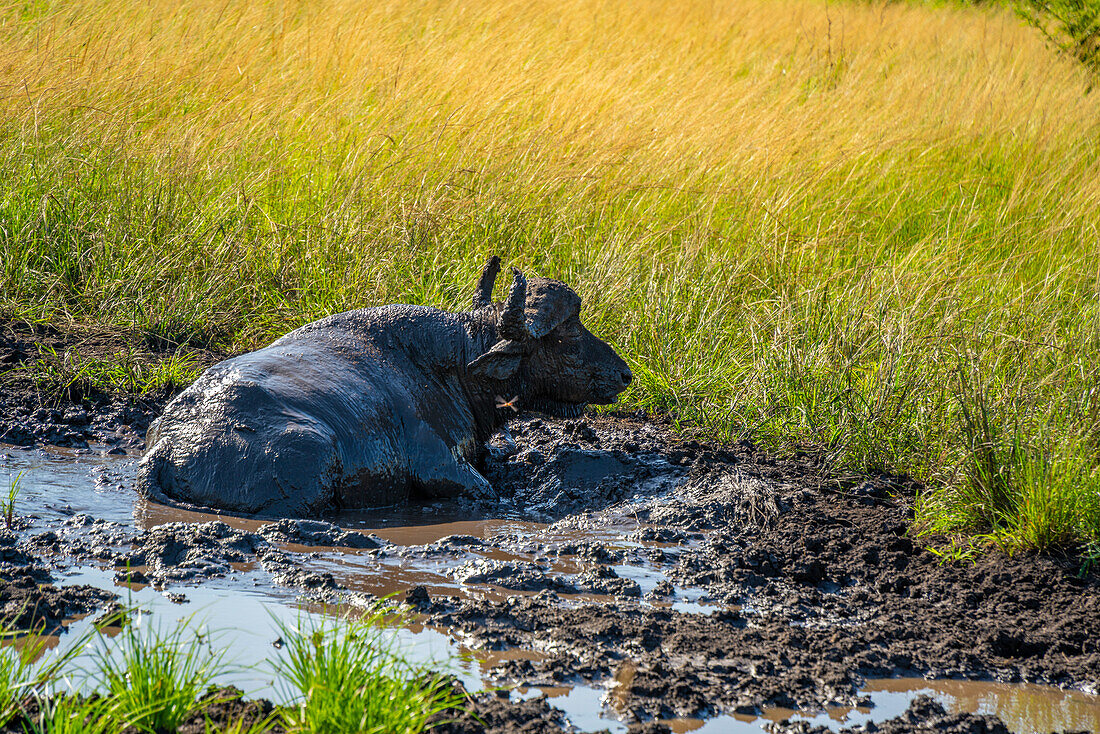 View of buffalo in Hluhluwe-Imfolozi Park (Umfolozi), the oldest nature reserve in Africa, KwaZulu-Natal Province, South Africa, Africa